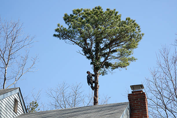 Best Leaf Removal  in USA